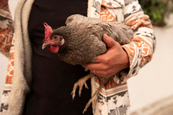 d8043514-1 洛杉磯野火,洛杉磯大火▲▼許多動物從多場野火中被救援疏散。(圖/路透)