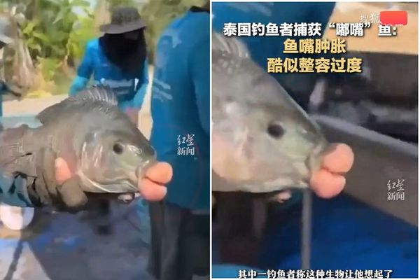 d8051800 驚!「香腸嘴魚」橫空出世,被視為邪物原因曝光。(翻自畫面)