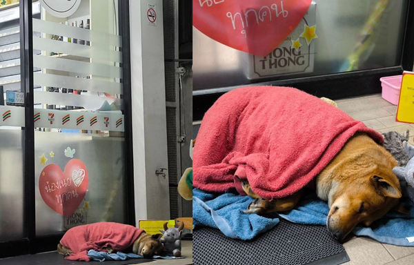 d8051950-1 泰國忠犬小八!流浪狗狗「每天孤單睡超商門口」 癡等離世主人。(圖/翻攝自Facebook/Mari-Mo Photography)