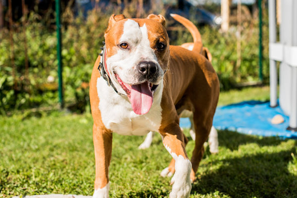 8131503-1 ▲比特犬,pit bull,狗。(示意圖/達志影像)