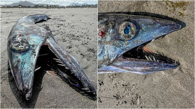 8193354-1 ▲▼獠牙怪魚沖上岸!竟會「生吞同類」 美專家曝:超罕見。(圖/翻攝臉書Seaside Aquarium)