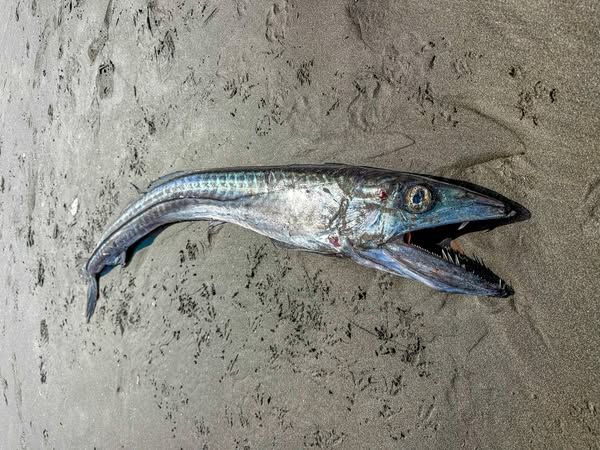 8193355-1 ▲▼獠牙怪魚沖上岸!竟會「生吞同類」 美專家曝:超罕見。(圖/翻攝臉書Seaside Aquarium)