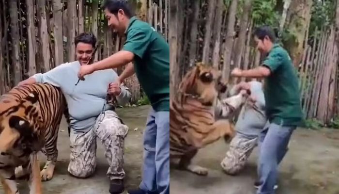 8241438-1 ▲▼和老虎合照「0距離狂撸」!男遊客下秒遭飛撲猛咬 驚悚畫面曝。(圖/翻攝自X)