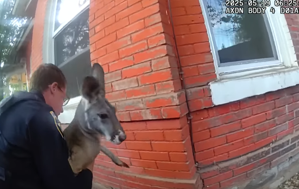 d8228257 社區逃脫大師!爆紅袋鼠再度出現在街上 警察「抱緊處理」逮捕。(圖/翻攝自Facebook/Durango Police)