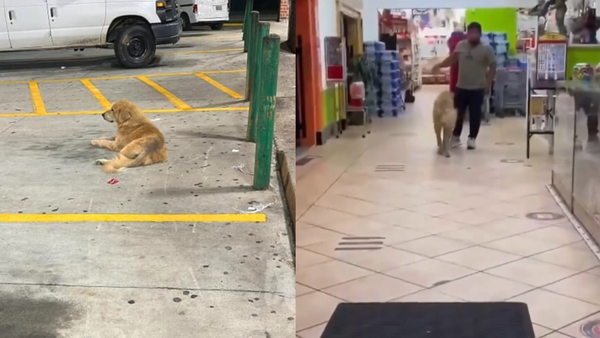 友善黃金獵犬被遺棄停車場　每天到「便利商店討食」乞求關愛。（圖／翻攝自Instagram／houndsinpounds）