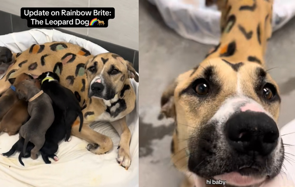 d8265231 受虐比特犬烈日被綁在欄杆下 收容所驚見「七彩豹」和一窩小狗。(圖/翻攝自TikTok/azhumanesociety)