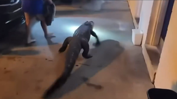 d8266980-1 1.8公尺鱷魚闖旅館「埋伏房門口」 警到現場捕捉嚇:真的超大。(圖/翻攝自Fairfax County Police)