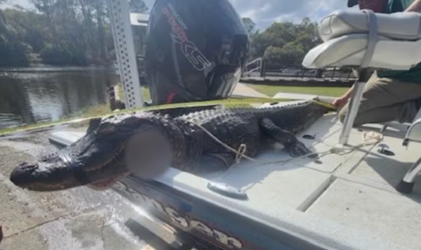 d8275130-1 女被狂暴鱷魚拖下船「手臂差點被咬斷」 男手指戳鱷魚眼睛逃命。(圖/翻攝自Florida Fish Wildlife Conservation Commission)