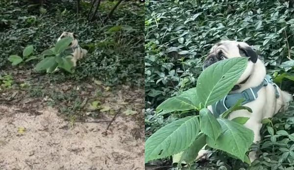 d8275248-1 巴哥犬法蘭奇用草遮臉裝偽裝,拒絕回家中!(翻攝自Tiktok @frankiedoesny)