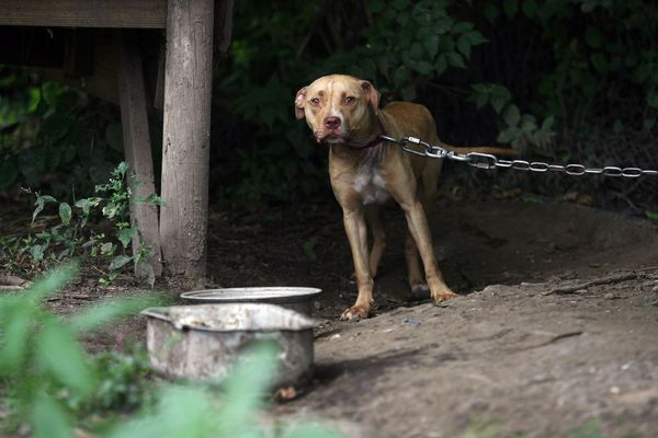 ▲▼比特犬。（示意圖／達志影像／美聯社）