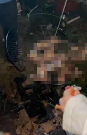 d8290453-1 飼主心碎!愛貓遭野狗咬死 遊民撿來烤食還討價「贖屍」