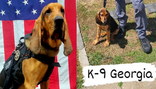 剛成為警犬！狗狗38度高溫被留車上活活熱死　訓練員被開除。（圖／翻攝自Dade County Sheriff`s Office）