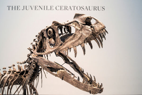 ▲▼未成年的角鼻龍（Ceratosaurus nasicornis）骨架，最終在2600萬美元（約新台幣8.3億元）落槌。（圖／路透）