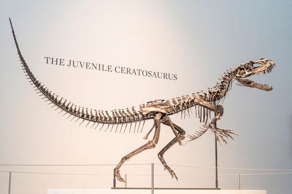 ▲▼未成年的角鼻龍（Ceratosaurus nasicornis）骨架，最終在2600萬美元（約新台幣8.3億元）落槌。（圖／路透）