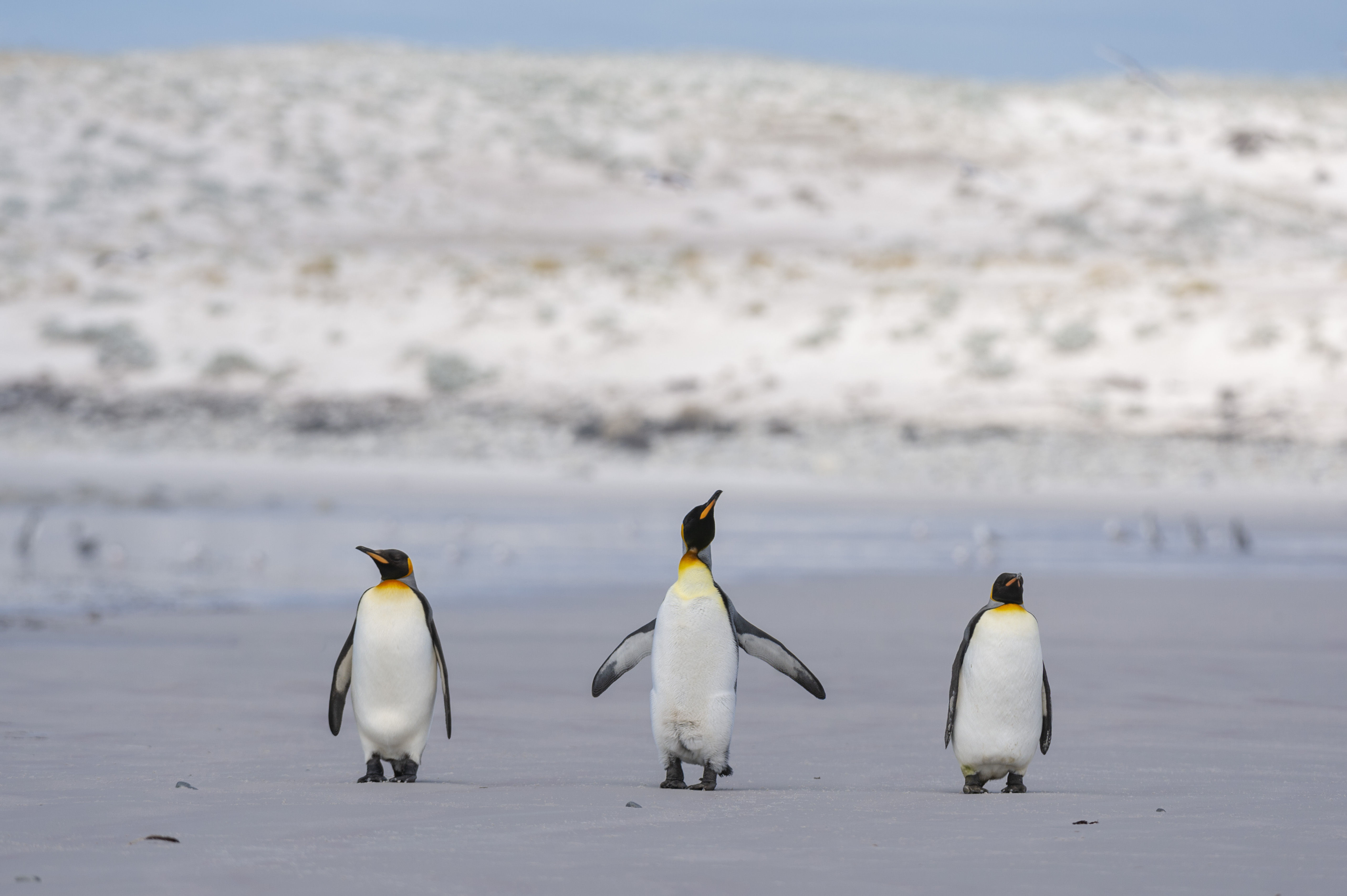 8336949 ▲▼南大西洋福克蘭群島(Falklands Islands)上的企鵝。(圖/達志影像/美聯社)