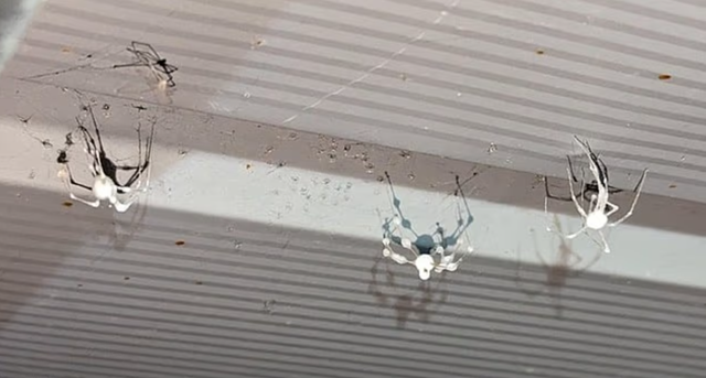 ▲▼ 蜘蛛變殭屍！遭真菌寄生「吞噬吸乾而死」　歐美多國現蹤 。（圖／翻攝Reddit）
