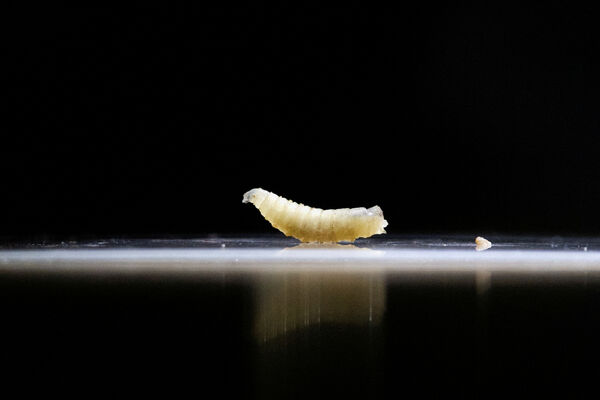 ▲▼首例人類感染「螺旋蠅蛆病」新世界螺旋蠅（screwworm）現蹤美國　蛆蟲把宿主啃食致死。（圖／路透）