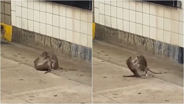 ▲▼米奇對決！翻滾互咬「騰空飛撲」　44秒激戰片瘋傳。（圖／翻攝Reddit）　