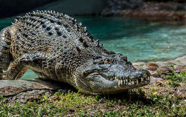d5172424-1 ▲▼鱷魚,示意圖。(圖/視覺中國)