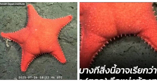 d8350719 「翹臀海星」在深海探勘畫面中正面入鏡,臀線輪廓清晰,被網友戲稱是派大星脫褲版。(圖/翻攝自X,下同)