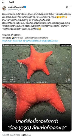 d8350720 粉紅色海星因外型酷似人類臀部,被封為「海底臀神」,最新特寫畫面掀起全球迷因潮。