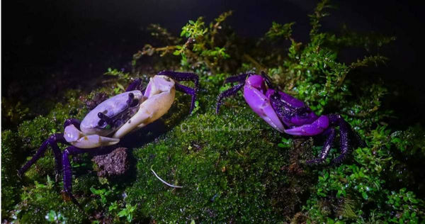 d8360033-1 超稀有泰國「黑白蟹」還有變種 竟是這外星感顏色