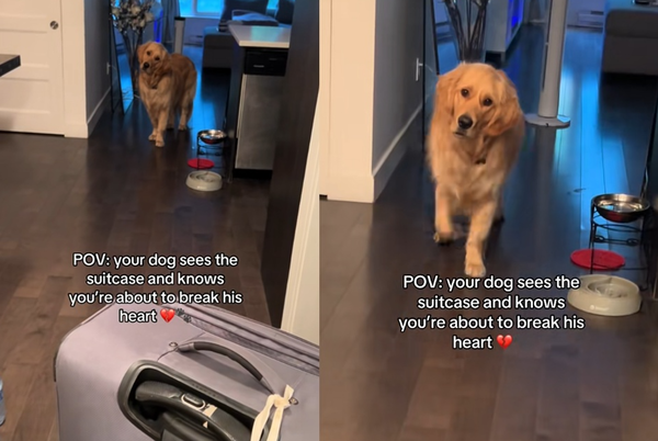 看到行李箱就傷心　黃金獵犬「不想主人離開」歪頭哭哭百萬網心疼。（圖／翻攝自TikTok／laurenandcody）