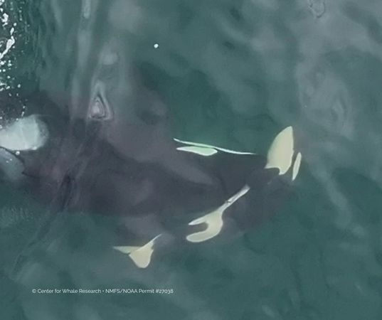 d8403988 ▲▼ 。(圖/翻攝自臉書/Center for Whale Research)