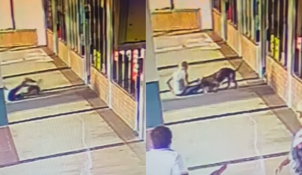 d8405737-1 遛狗被40公斤比特犬攻擊「沒路人幫忙」 70歲嬤反咬狂犬救狗。(圖/翻攝自Facebook/Shirley Pasamanick)