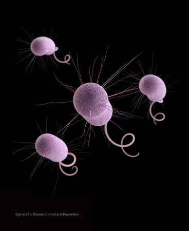 ▲▼綠膿桿菌（Pseudomonas aeruginosa）是一種可以進化出抗藥性的病菌（圖／達志影像／美聯社）
