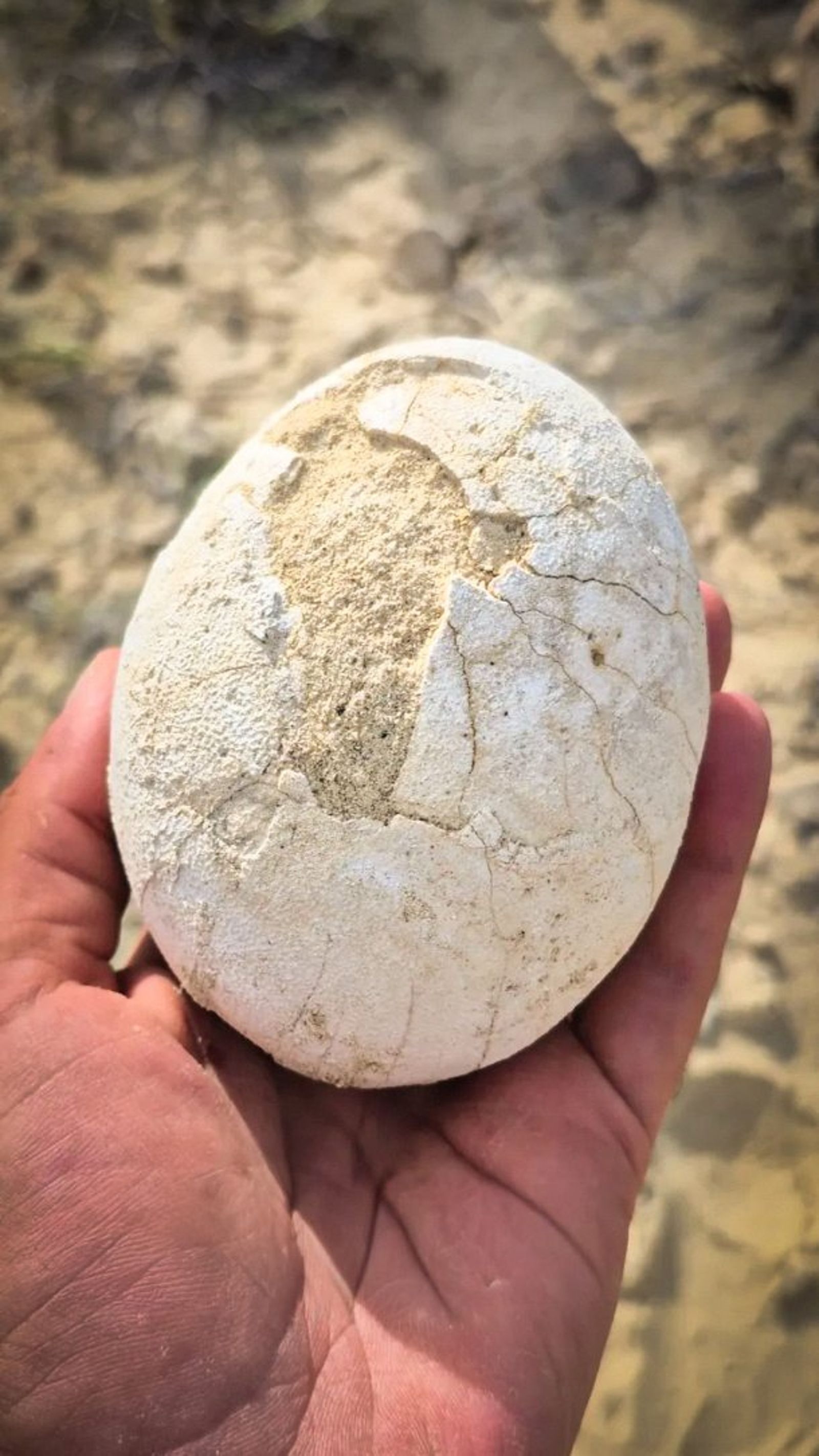 7000萬年前恐龍蛋出土！保存完整「光滑如水煮蛋」　科學家驚呼：太神奇了