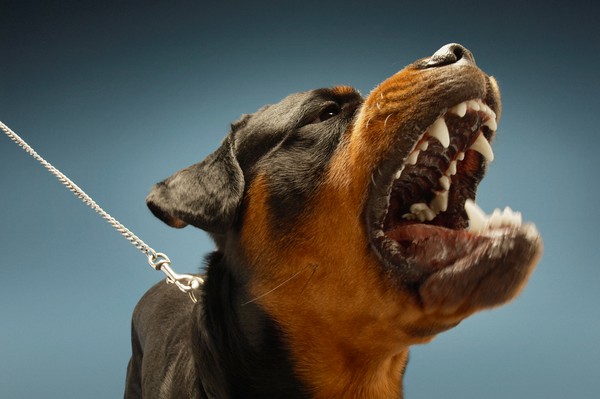 d3146709-1 ▲▼羅威那,Rottweiler,惡犬,。(圖/達志影像/示意圖)