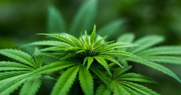 泰國政府近日宣布大幅收緊大麻使用規範。（示意圖／翻攝自Pexels）