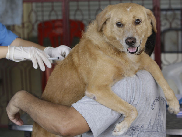 ▲▼2010年，曼谷獸醫為一隻狗注射免費的狂犬病疫苗。（圖／達志影像／美聯社）