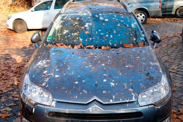 近三成車主認為愛車遭鳥類針對，鳥糞造成的維修與清潔成本不容忽視。