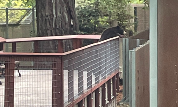 野生黑熊闖進動物園　「乖乖待觀眾席」和圍欄3小熊互動畫面超萌。（圖／翻攝自Instagram／sequoiaparkzoo）