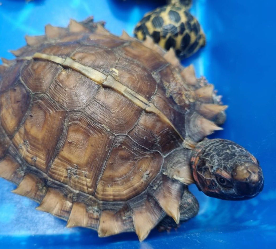 8451370-1 ▲▼3台男泰機場被捕!「52珍稀動物」用絲襪綁身上 走私價碼曝。(圖/ตำรวจสอบสวนกลาง)
