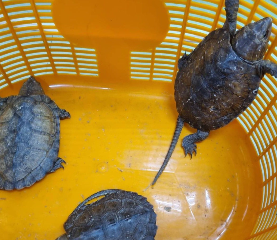 8451371-1 ▲▼3台男泰機場被捕!「52珍稀動物」用絲襪綁身上 走私價碼曝。(圖/ตำรวจสอบสวนกลาง)
