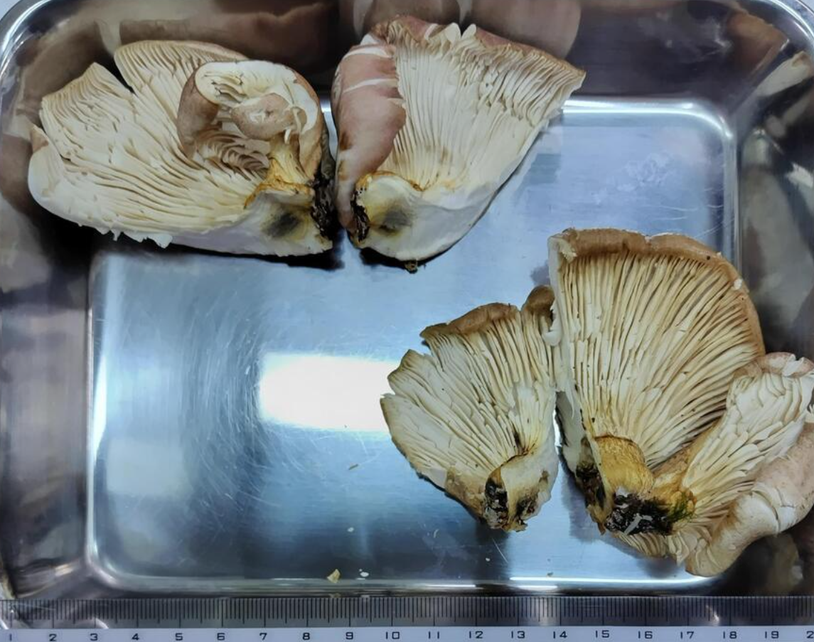 ▲▼ 聽信AI說無毒可吃！日7旬阿公「誤食毒菇」　中毒狂吐送醫。（圖／和歌山市）