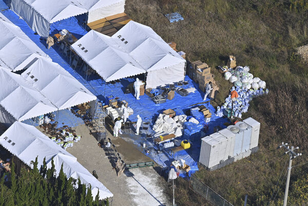 d8458391 ▲▼日本兵庫縣2020年因出現禽流感疫情而撲殺14.6萬隻雞。(圖/路透)