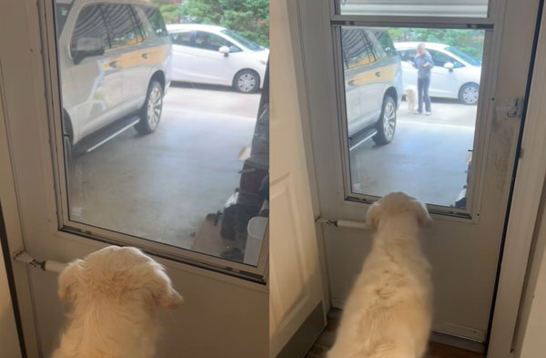 主人收養新家人　黃金獵犬發現是「收容所好兄弟」超暖反應爆紅。（圖／翻攝自TikTok／cashmoney_ashh）