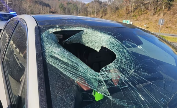 開車上班遭「白頭海鷗丟貓屍」砸破車窗　女崩潰：身上都是內臟。（圖／翻攝自X）