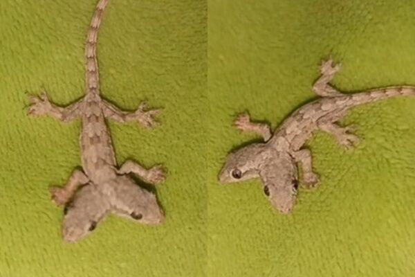 ▲▼罕見「雙頭壁虎」照片曝光！她嚇壞PO網　網友解答成因。（圖／翻攝自Facebook／Kanyaphat Kaewsiri）