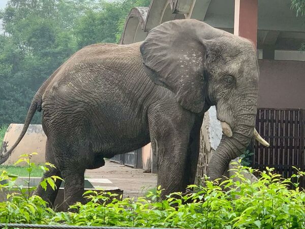 d8479070 香卡於9月15日過世,最新死因出爐,是染上鼠傳病毒身亡。(翻攝X@RahulSeeker)