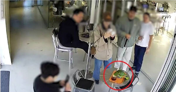 d8496844 南韓有民眾在首爾一間咖啡店,發現有一隻瀕危的雙黃頭亞馬遜鸚鵡,飛進來喝顧客的咖啡,引發騷動。(圖/翻攝自韓網)