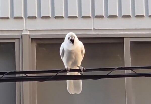 京都市動物園外的電線上發現一隻罕見的白色烏鴉。（翻攝X@kyotoshidoubut1）