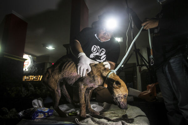 ▲▼印尼無狗肉聯盟（DMFI）拯救非法屠宰場犬隻。（圖／達志影像／美聯社）