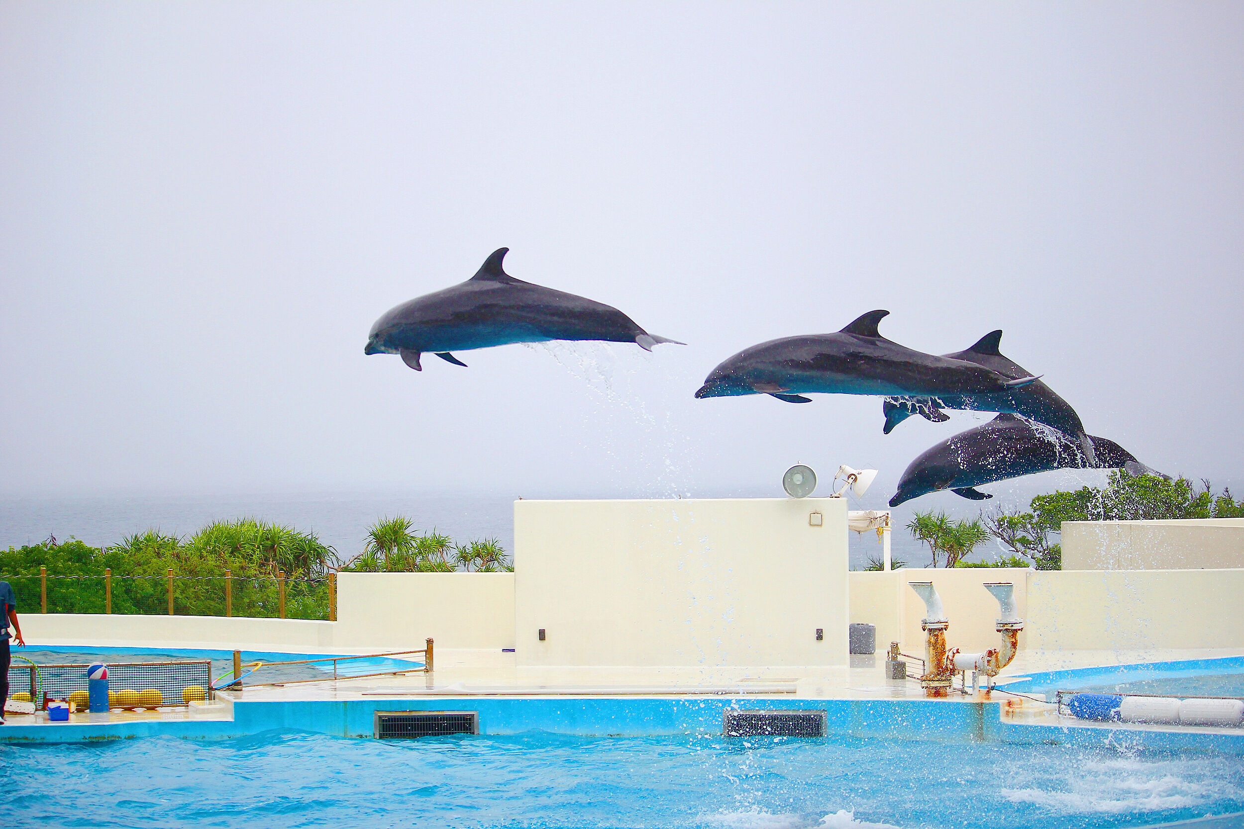 ▲▼日本沖繩縣美麗海水族館海豚秀表演。（圖／VCG）