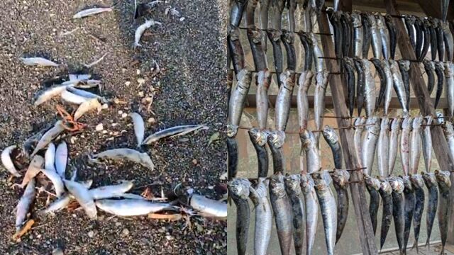 ▲▼         預兆？青森強震前「2000尾沙丁魚擱淺北海道」　魚屍散落畫面曝光  。（圖／翻攝X）