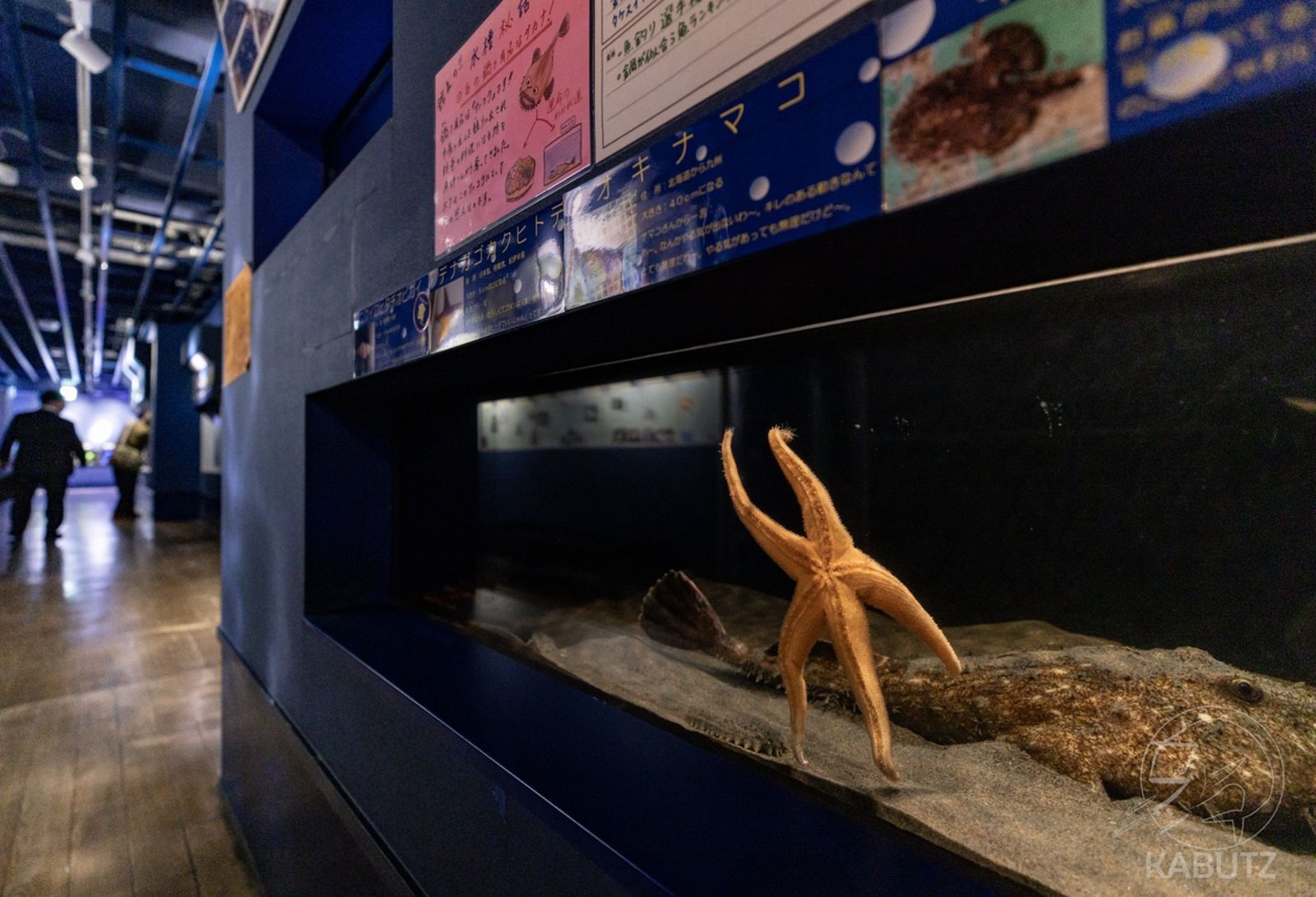 8545434 像極了社畜下班的我!日本水族館捕捉「海星貼玻璃揮手掰掰」瞬間 萌翻全網
